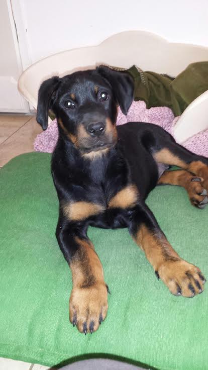 domainedelalicorne.fr Elevage de beauceron chiot beauceron pure race élevage du clos de la licorne elevage des gardiens de la licorne elevage beauceron noir et feu authentique gros gabarits élevage de Beauceron familial sérieux et qualité domainedelalicorne.fr suivi des chiots conseil d’éducation chiot propre bas rouge santé caractère spécialiste du beauceron noir et feu ou arlequin chien rustique berger de France  nos chiots sont élevés avec amour et attention notre passion au service de la qualité Beauceron de qualité et sportif domaine de la licorne 04380 BARRAS élevage en liberté éleveur berger de beauce élevage de beauceron de travail 